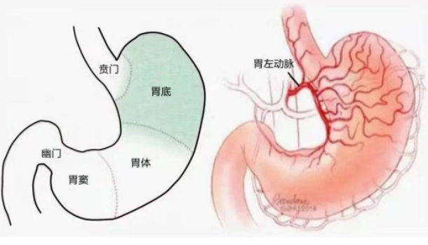 不開刀不吃藥不餓肚子，微創(chuàng)介入減肥靠譜嗎？